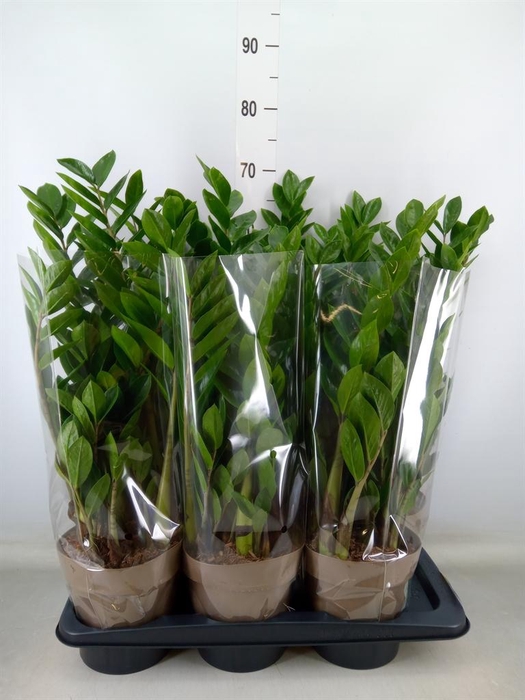 <h4>Zamioculcas zamiifolia</h4>
