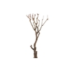 Syringa Branch Extra Binchois