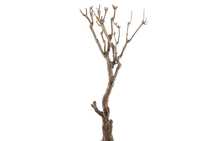 Syringa Branch Extra Binchois