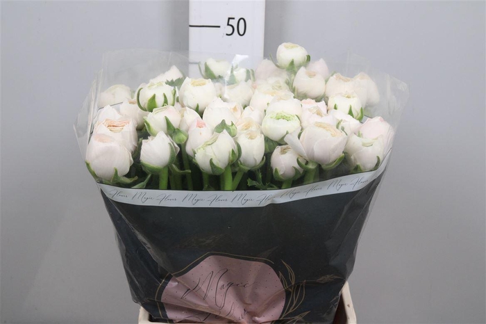 <h4>Ran Su Hanoi</h4>