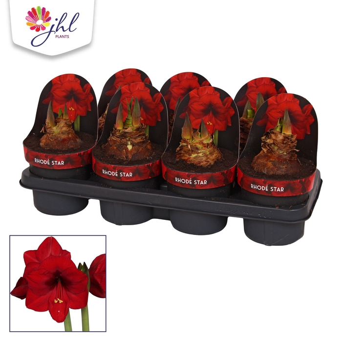 <h4>Amaryllis Rhodé Star</h4>
