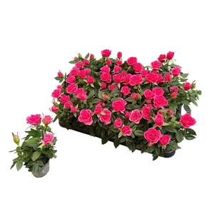 ROSA KORDANA MINI PINK P6