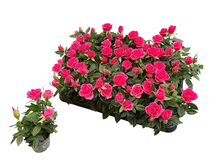<h4>ROSA KORDANA MINI PINK P6</h4>