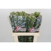 Oxypetalum Tweedia Blue