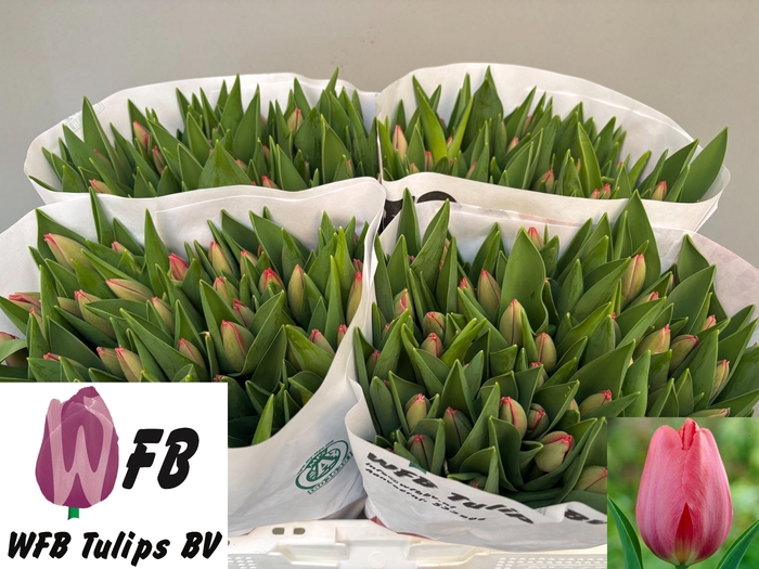 <h4>TU EN VAN EIJK</h4>