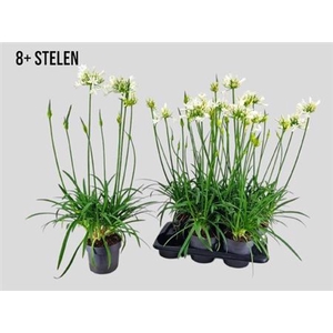 Agapanthus Pitchoune White