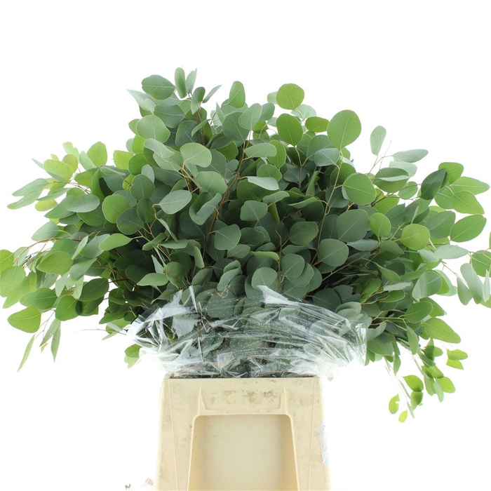 <h4>Euca Populus Long 300gr</h4>