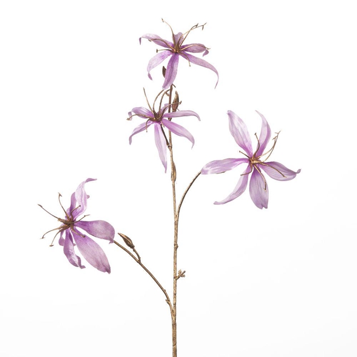 <h4>AF Gloriosa x4 L80cm Lilac</h4>