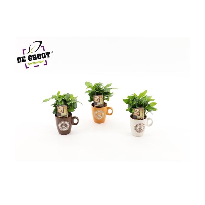 <h4>Arrangement Coffea in koffiekop</h4>