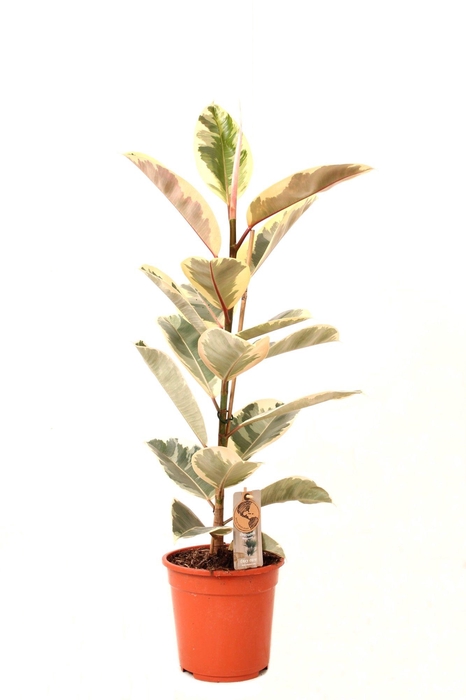 <h4>Ficus P21 Tineke 1PP</h4>