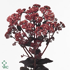 Sedum Purple Emperor