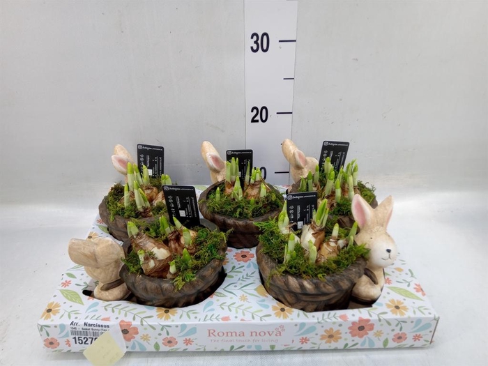 <h4>Arr.  Narcissus</h4>