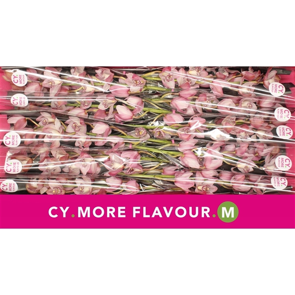 <h4>Mini cymbidium 'Irene' 60 cm</h4>