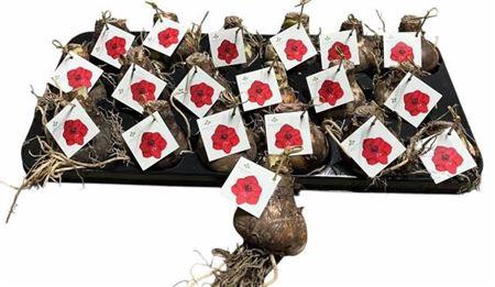 <h4>Bloembol Hippeastrum Rood</h4>