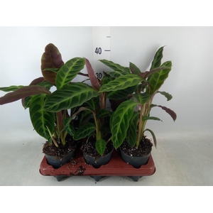 Calathea warscewiczii