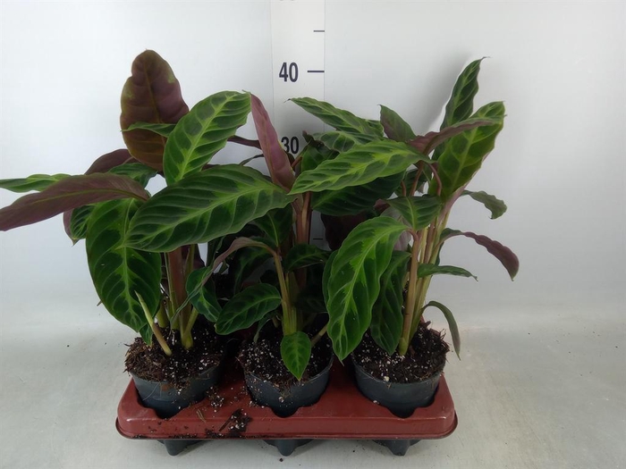 <h4>Calathea warscewiczii</h4>