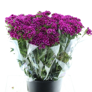 Di Barb Bicolor Purple