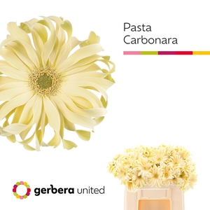 Ge Kv Pasta Carbonar