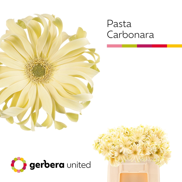 <h4>Ge Kv Pasta Carbonar</h4>