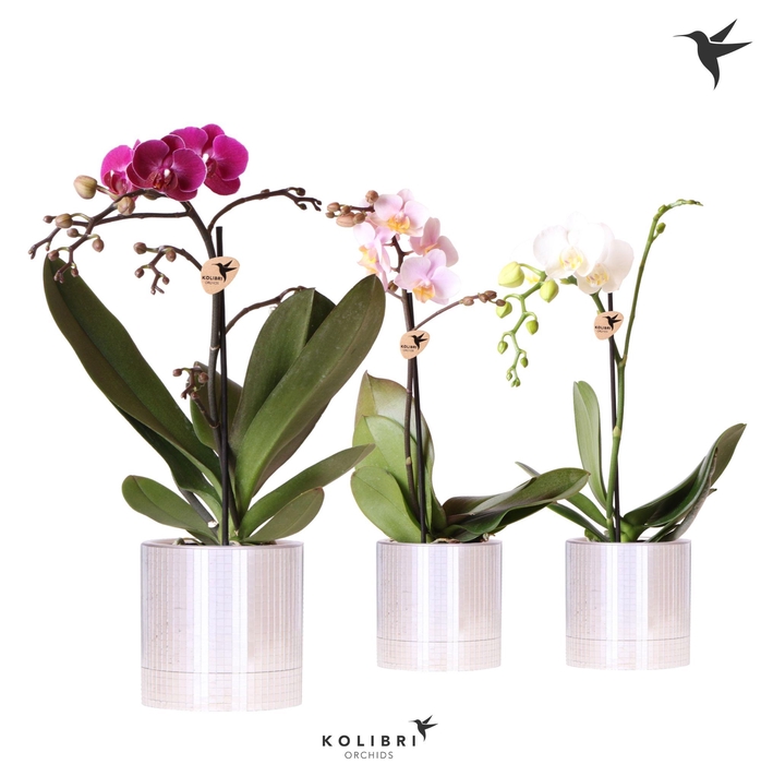 <h4>Kolibri Orchids Phalaenopsis mix 1 spike in Disco pot</h4>