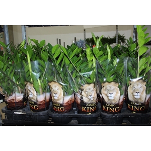 ZAMIOCULCAS P17