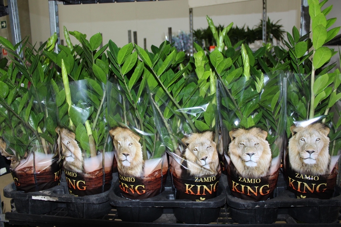 <h4>ZAMIOCULCAS P17</h4>