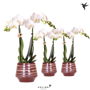 Kolibri Orchids Phalaenopsis white 2 spike in Moonstone pot red