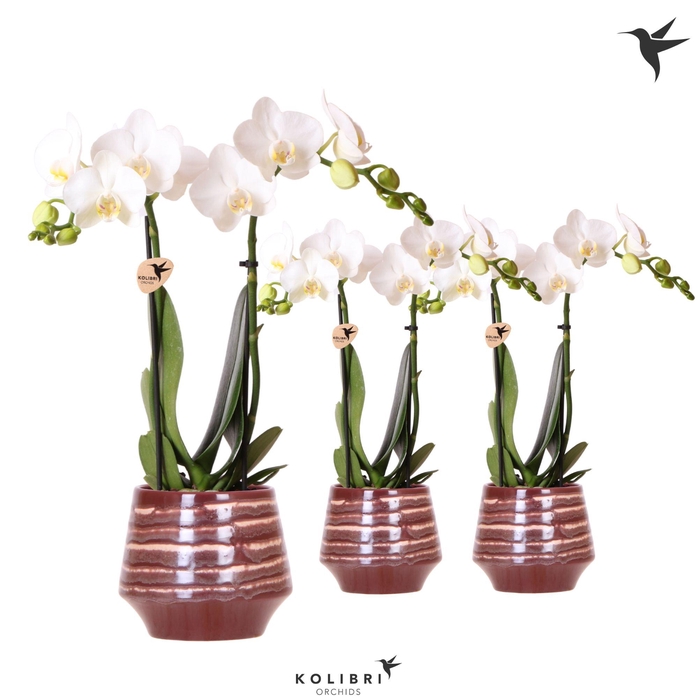 <h4>Kolibri Orchids Phalaenopsis white 2 spike in Moonstone pot red</h4>