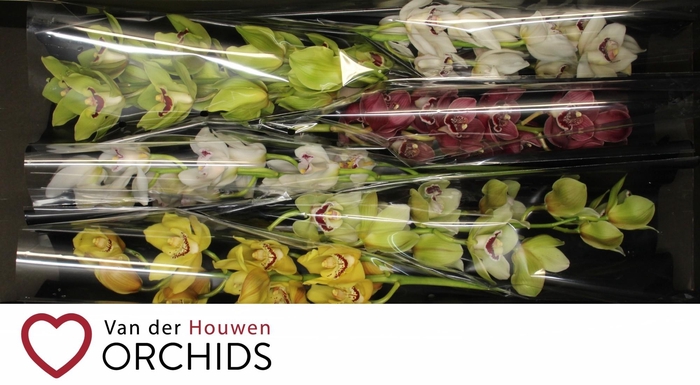 <h4>70 cm gemengd</h4>