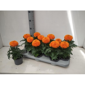TAG ER TAISH ORANGE