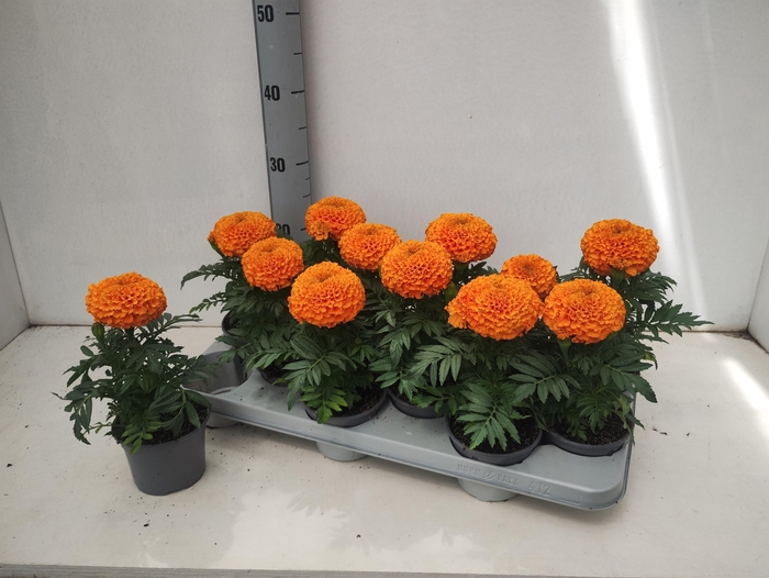 <h4>TAG ER TAISH ORANGE</h4>