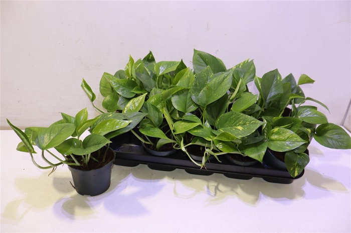 <h4>Epipr Aureum</h4>