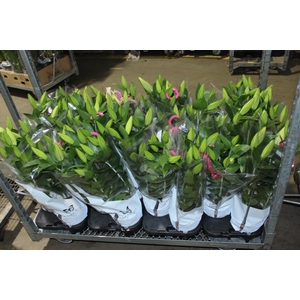LIRIO P16 ROSA