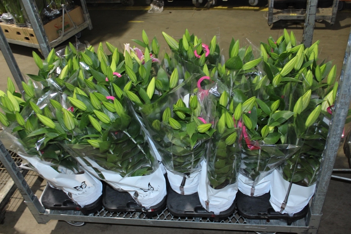 <h4>LIRIO P16 ROSA</h4>