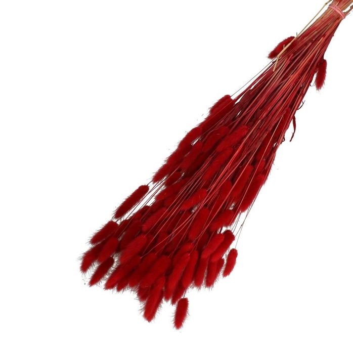 <h4>Droogbloem Lagurus 65cm 100g</h4>