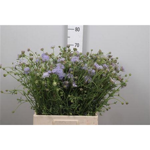 Didiscus Blauw