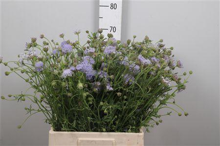 <h4>Didiscus Blauw</h4>