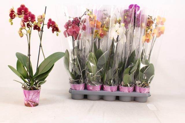 <h4>PHAL GEM 5 KL</h4>