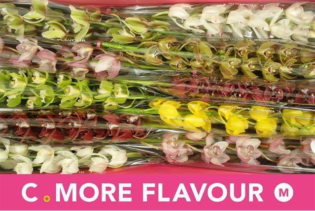 <h4>CYMB MI GEM</h4>