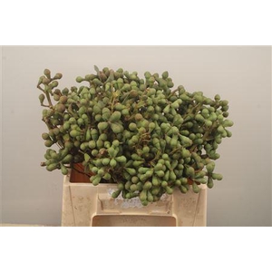 Euc Greenberry Per Bunch