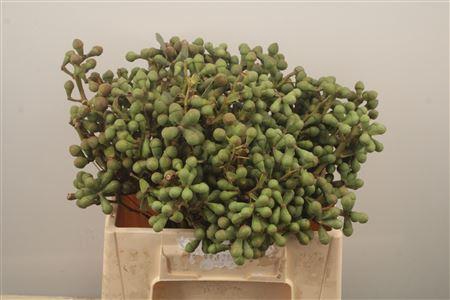 <h4>Euc Greenberry Per Bunch</h4>