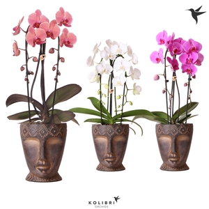 Kolibri Orchids Cascade Niagara fall in Totem Mask