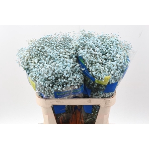 Gy Xlence Light Blue Tinted 40gr