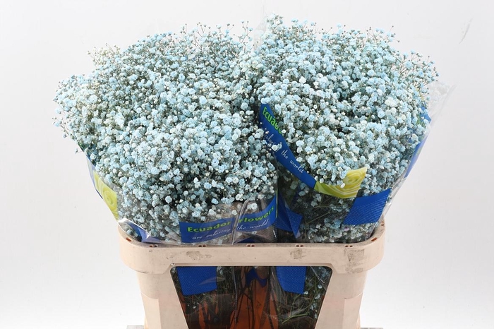<h4>Gy Xlence Light Blue Tinted 40gr</h4>