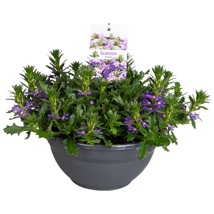 <h4>Scaevola aemula 'Purple Haze'</h4>