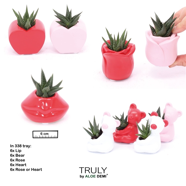 <h4>TRULY Succulent, Love mix mini</h4>