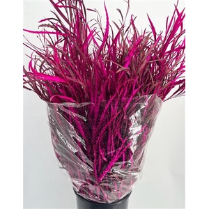 Grevillea Klb Cerise 200 Gram