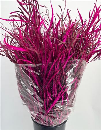 <h4>Grevillea Klb Cerise 200 Gram</h4>