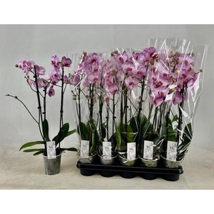 PHAL OV ROZE
