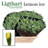 Tu En Lemon Ice